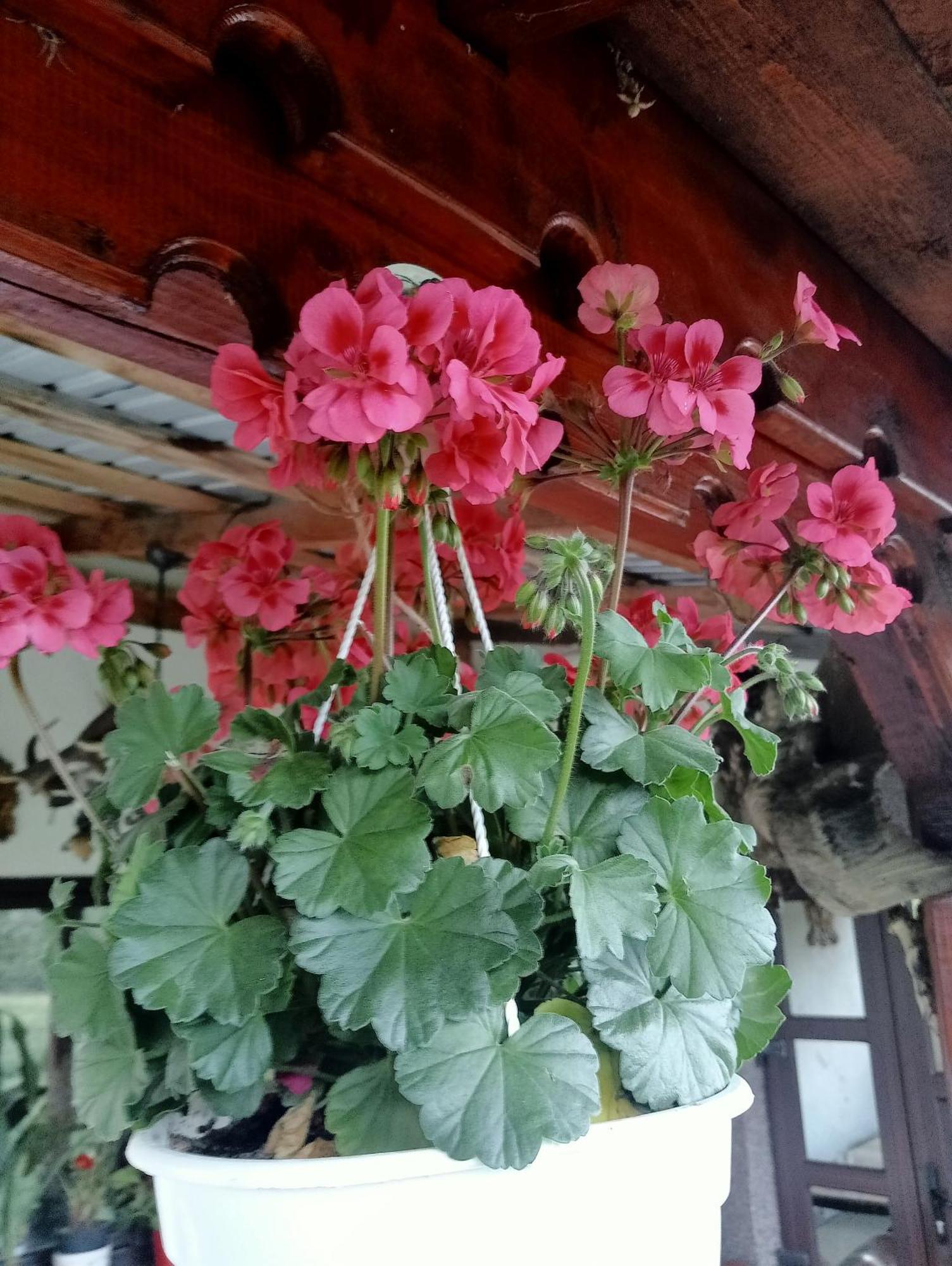 Casa Vasy Pension Vatra Dornei Buitenkant foto