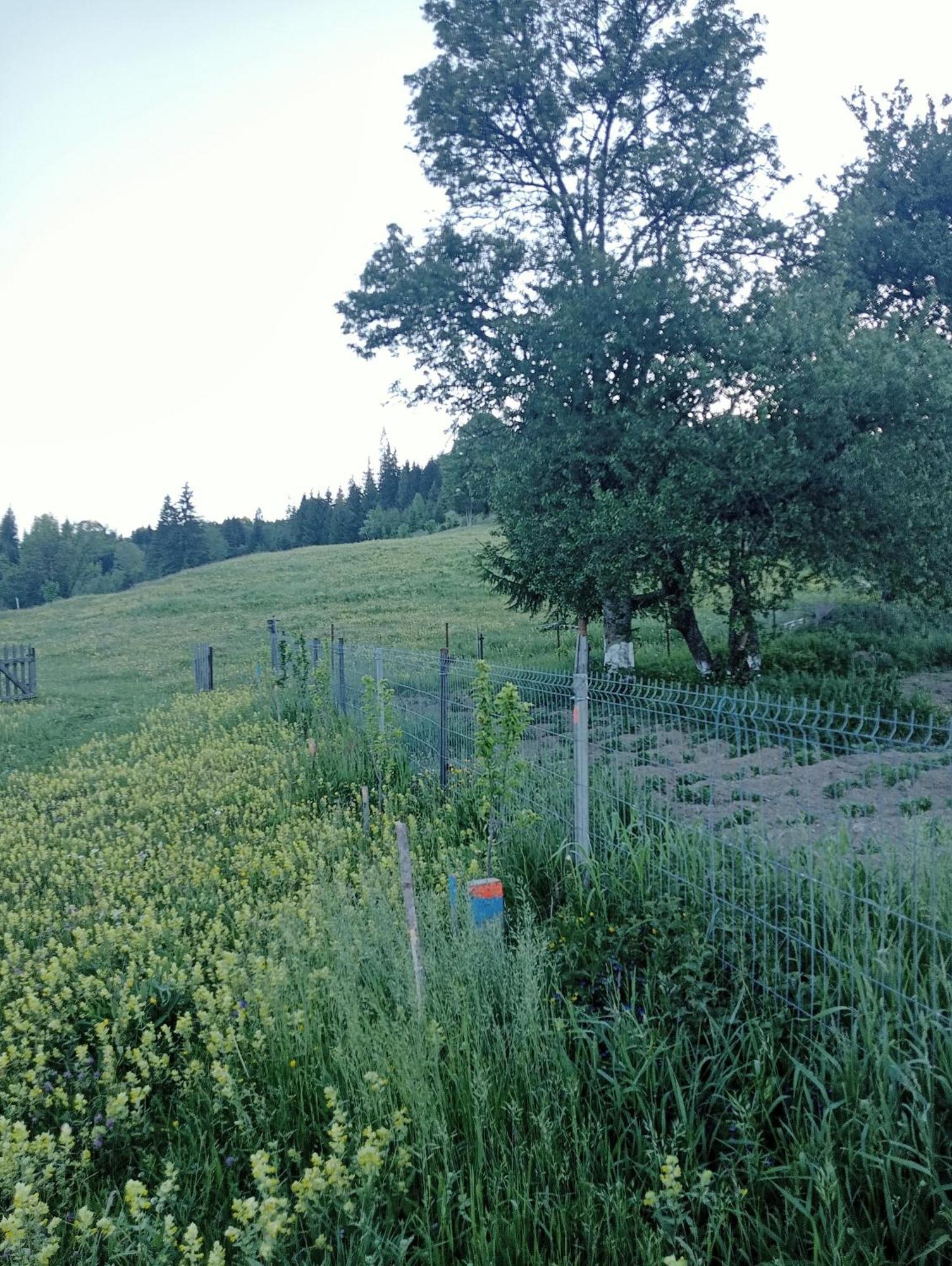 Casa Vasy Pension Vatra Dornei Buitenkant foto