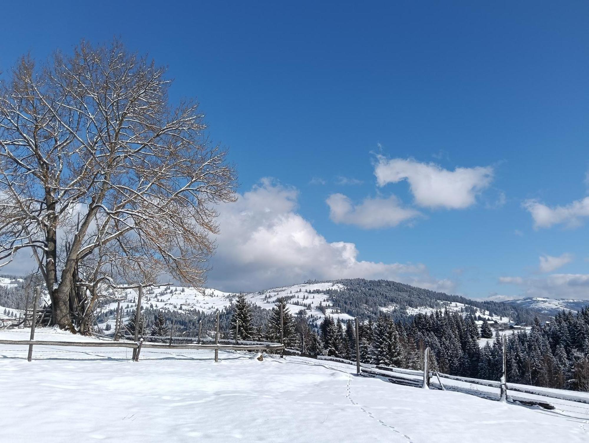 Casa Vasy Pension Vatra Dornei Buitenkant foto